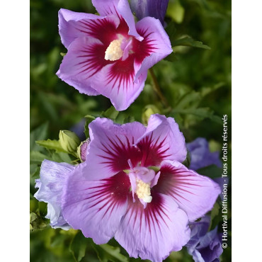 Hibiscus syriacus ‘BTIwist Lavender’ – Althéa à fleurs lavande à cœur rouge, floraison estivale prolongée