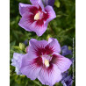 Hibiscus syriacus ‘BTIwist Lavender’ – Althéa à fleurs lavande à cœur rouge, floraison estivale prolongée