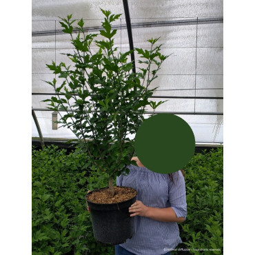 Hibiscus syriacus ‘BTIwist Lavender’ – Althéa à fleurs lavande à cœur rouge, floraison estivale prolongée