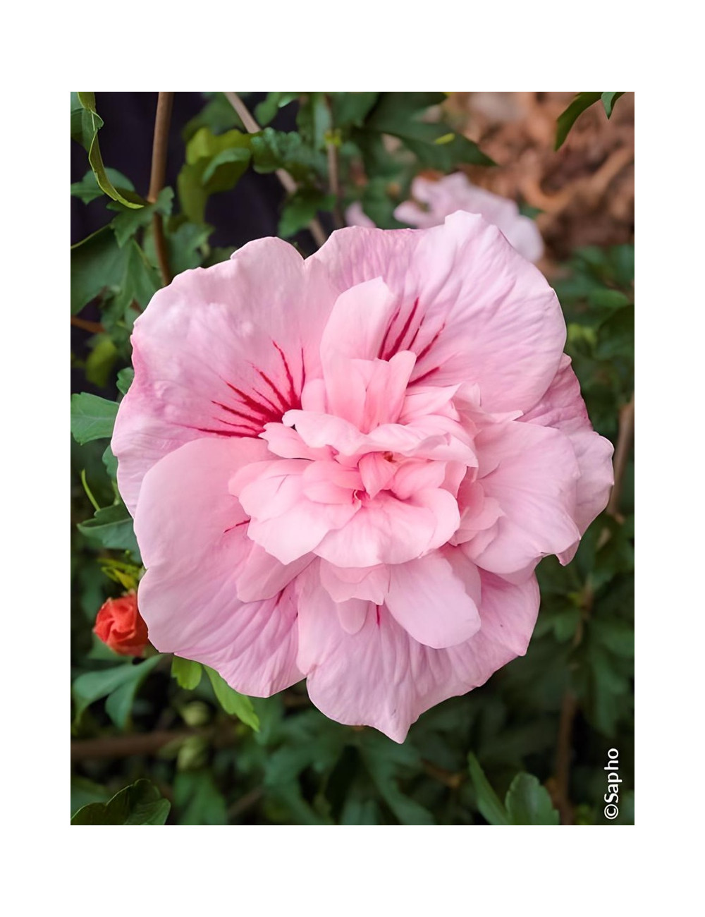 HIBISCUS syriacus PINK CHIFFON® - Hibiscus, Althéa