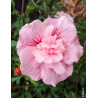 HIBISCUS syriacus PINK CHIFFON® - Hibiscus, Althéa