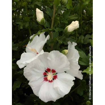 HIBISCUS syriacus RED HEART - Hibiscus, Althéa