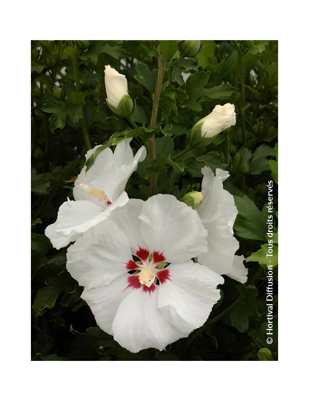 HIBISCUS syriacus RED HEART - Hibiscus, Althéa