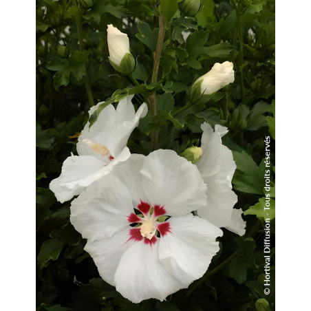 HIBISCUS syriacus RED HEART - Hibiscus, Althéa