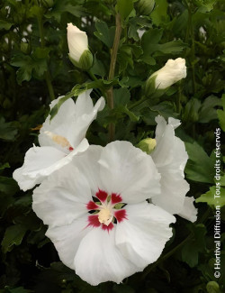 HIBISCUS syriacus RED HEART - Hibiscus, Althéa