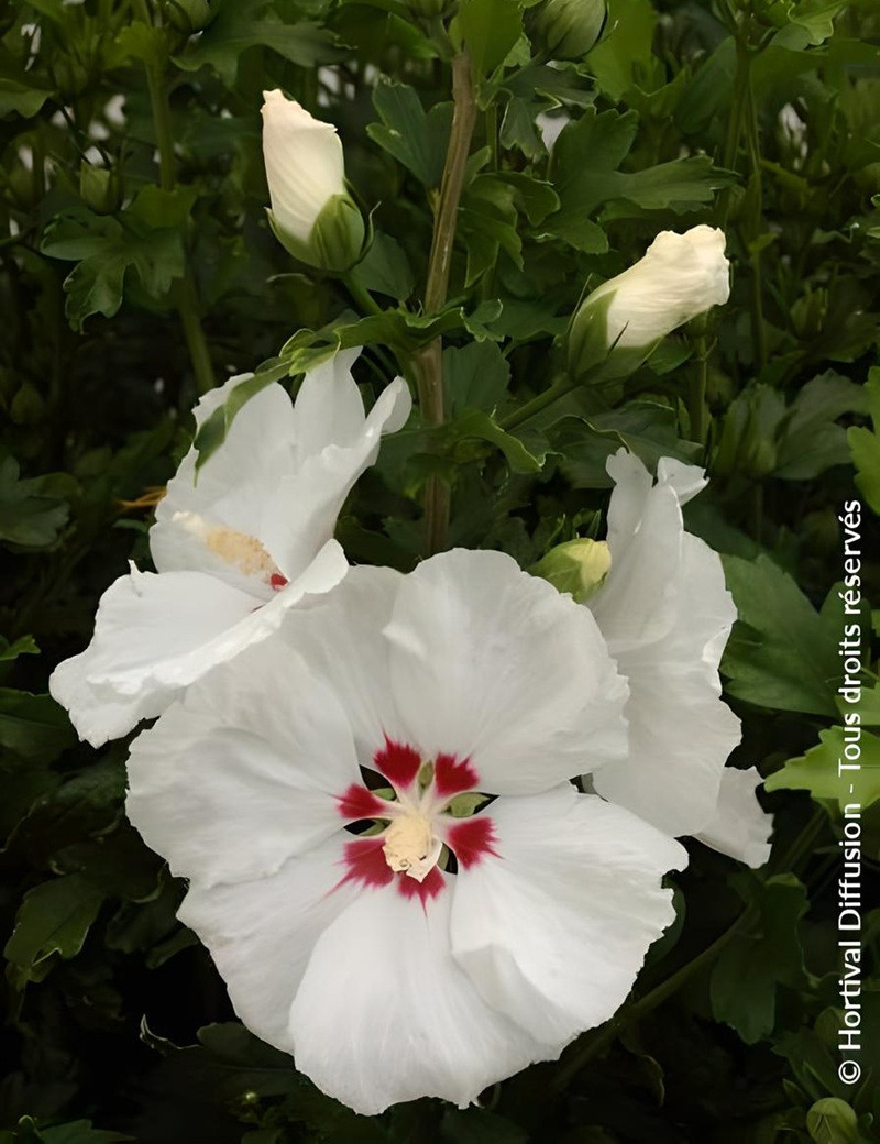 HIBISCUS syriacus RED HEART - Hibiscus, Althéa