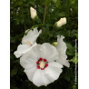 HIBISCUS syriacus RED HEART - Hibiscus, Althéa