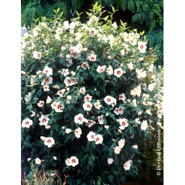 HIBISCUS syriacus RED HEART - Hibiscus, Althéa