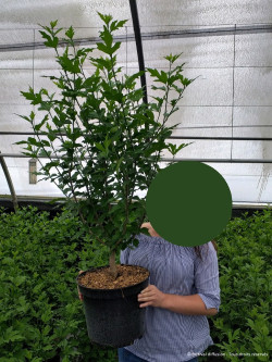 HIBISCUS syriacus STARBURST CHIFFON® - Hibiscus, Althéa En pot de 10-12 litres buisson hauteur 060-080 cm