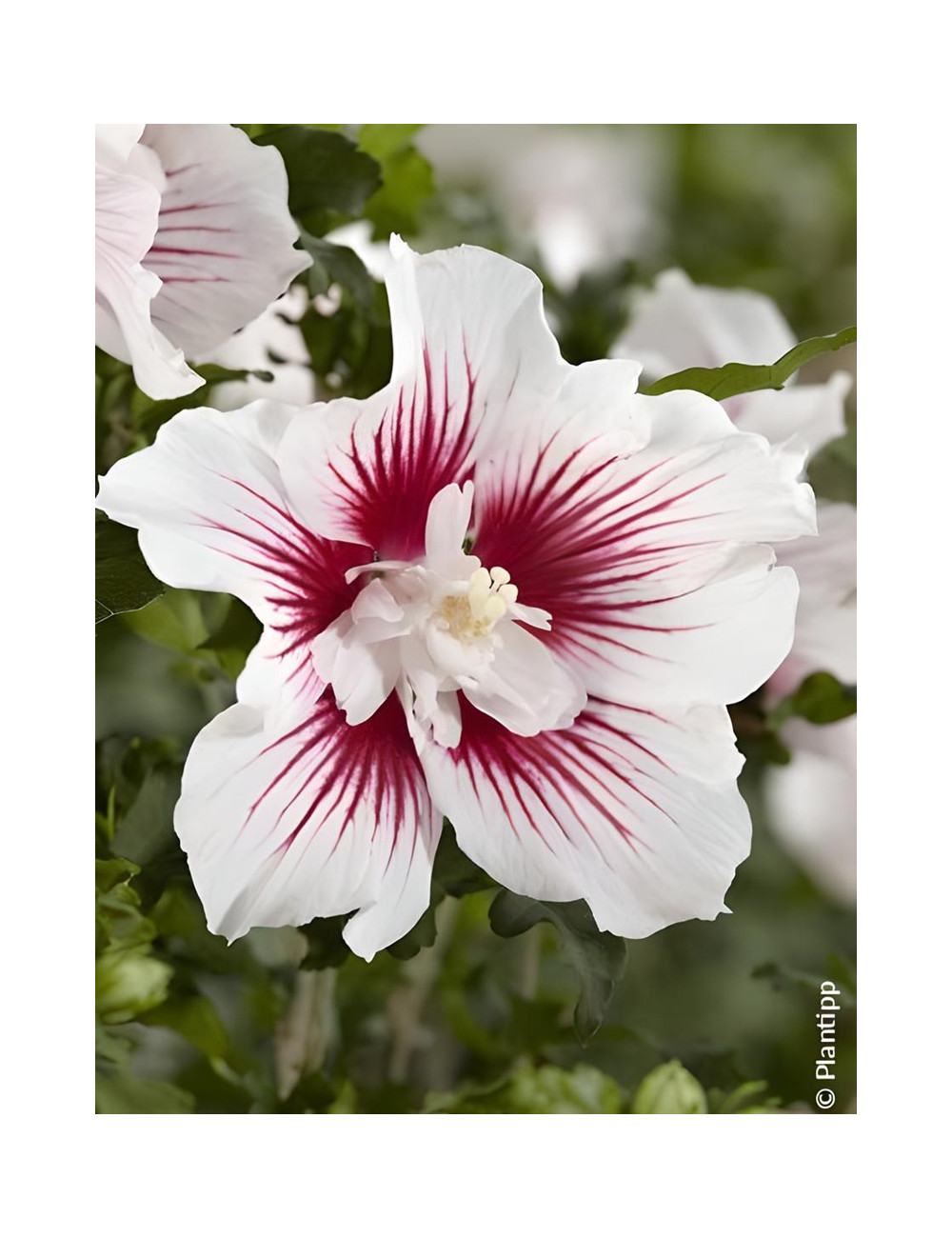HIBISCUS syriacus STARBURST CHIFFON® - Hibiscus, Althéa
