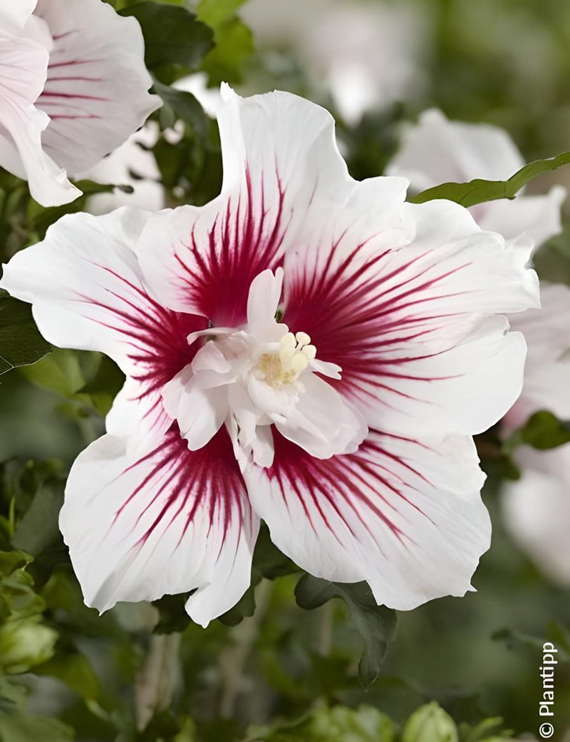 HIBISCUS syriacus STARBURST CHIFFON® - Hibiscus, Althéa