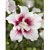 HIBISCUS syriacus STARBURST CHIFFON® - Hibiscus, Althéa HIBISCUS syriacus STARBURST CHIFFON® - Hibiscus, Althéa