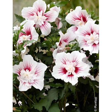 HIBISCUS syriacus STARBURST CHIFFON® - Hibiscus, Althéa