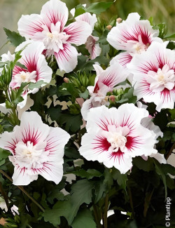 HIBISCUS syriacus STARBURST CHIFFON® - Hibiscus, Althéa
