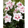HIBISCUS syriacus STARBURST CHIFFON® - Hibiscus, Althéa HIBISCUS syriacus STARBURST CHIFFON® - Hibiscus, Althéa