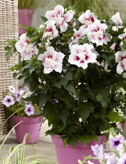 HIBISCUS syriacus STARBURST CHIFFON® - Hibiscus, Althéa