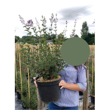 SYRINGA RED PIXIE - Lilas En pot de 10-12 litres buisson hauteur 060-080 cm