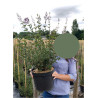 SYRINGA RED PIXIE - Lilas En pot de 10-12 litres buisson hauteur 060-080 cm