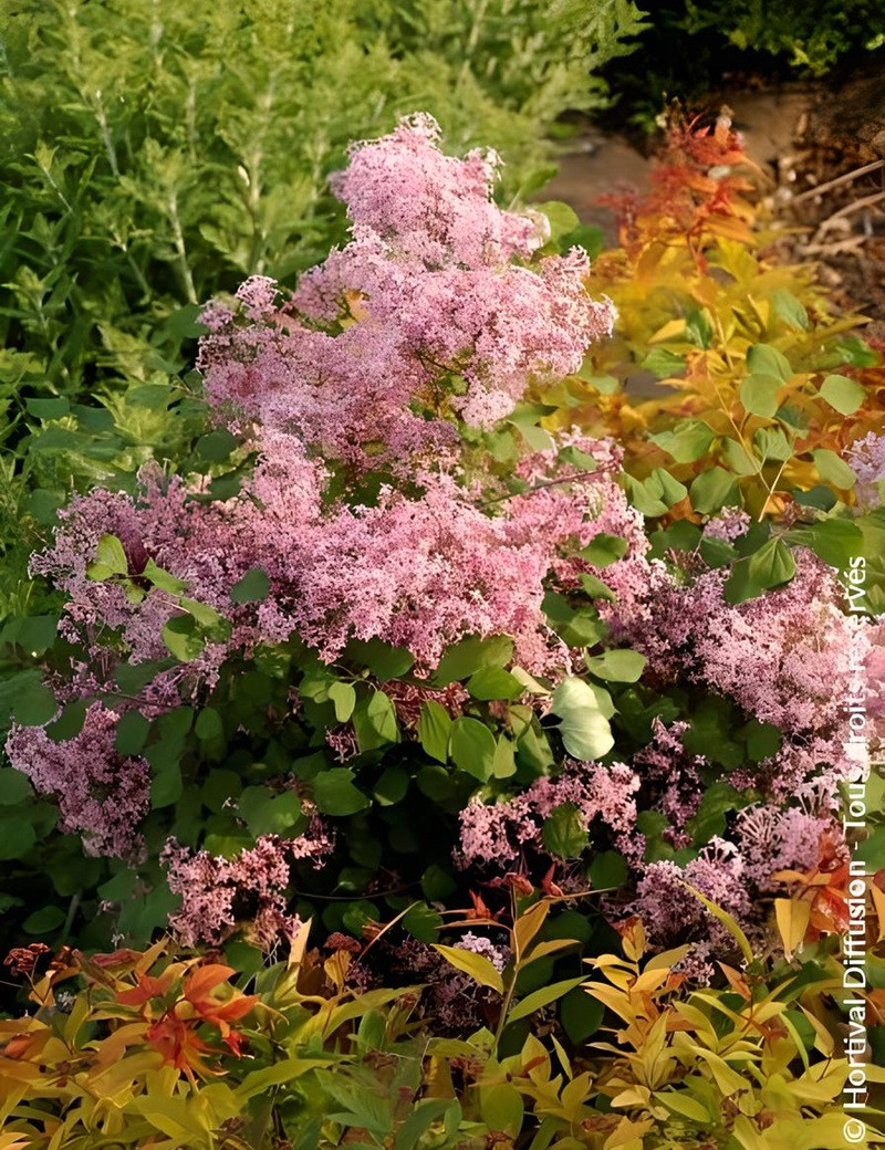 SYRINGA RED PIXIE - Lilas