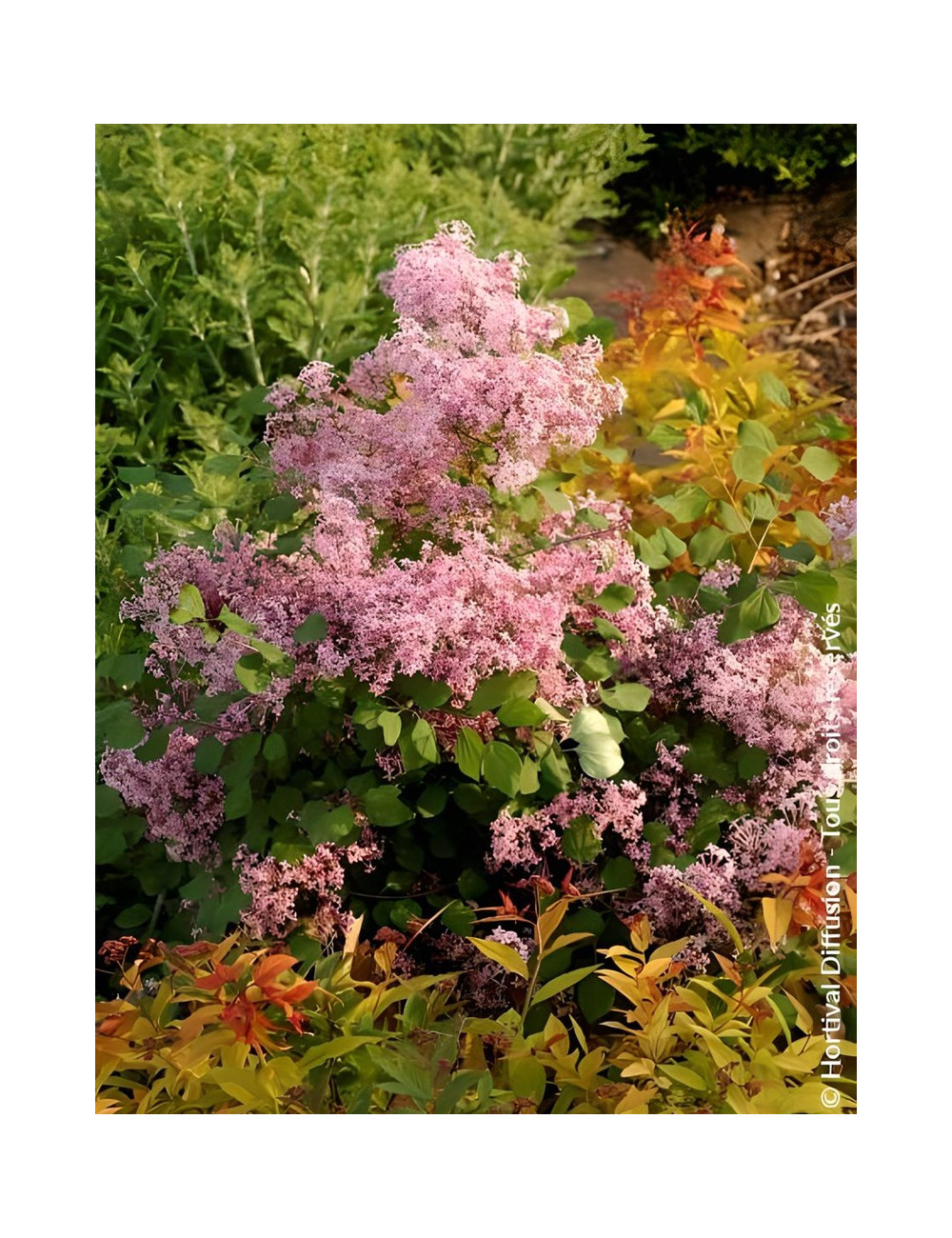 SYRINGA RED PIXIE - Lilas