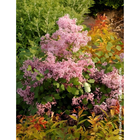 SYRINGA RED PIXIE - Lilas