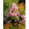 SYRINGA RED PIXIE - Lilas