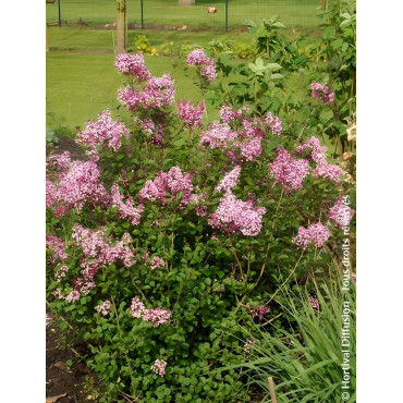 SYRINGA RED PIXIE - Lilas