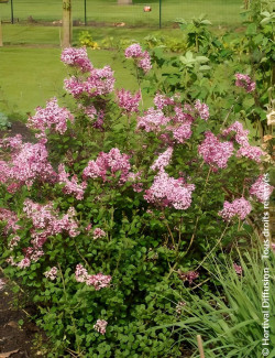 SYRINGA RED PIXIE - Lilas