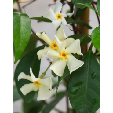 TRACHELOSPERMUM jasminoides STAR OF TOSCANE - Jasmin étoilé
