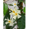 TRACHELOSPERMUM jasminoides STAR OF TOSCANE - Jasmin étoilé