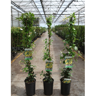 TRACHELOSPERMUM jasminoides STAR OF TOSCANE - Jasmin étoilé En pot de 3-4 litres hauteur 080-100 cm