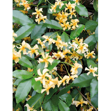 TRACHELOSPERMUM jasminoides STAR OF TOSCANE - Jasmin étoilé