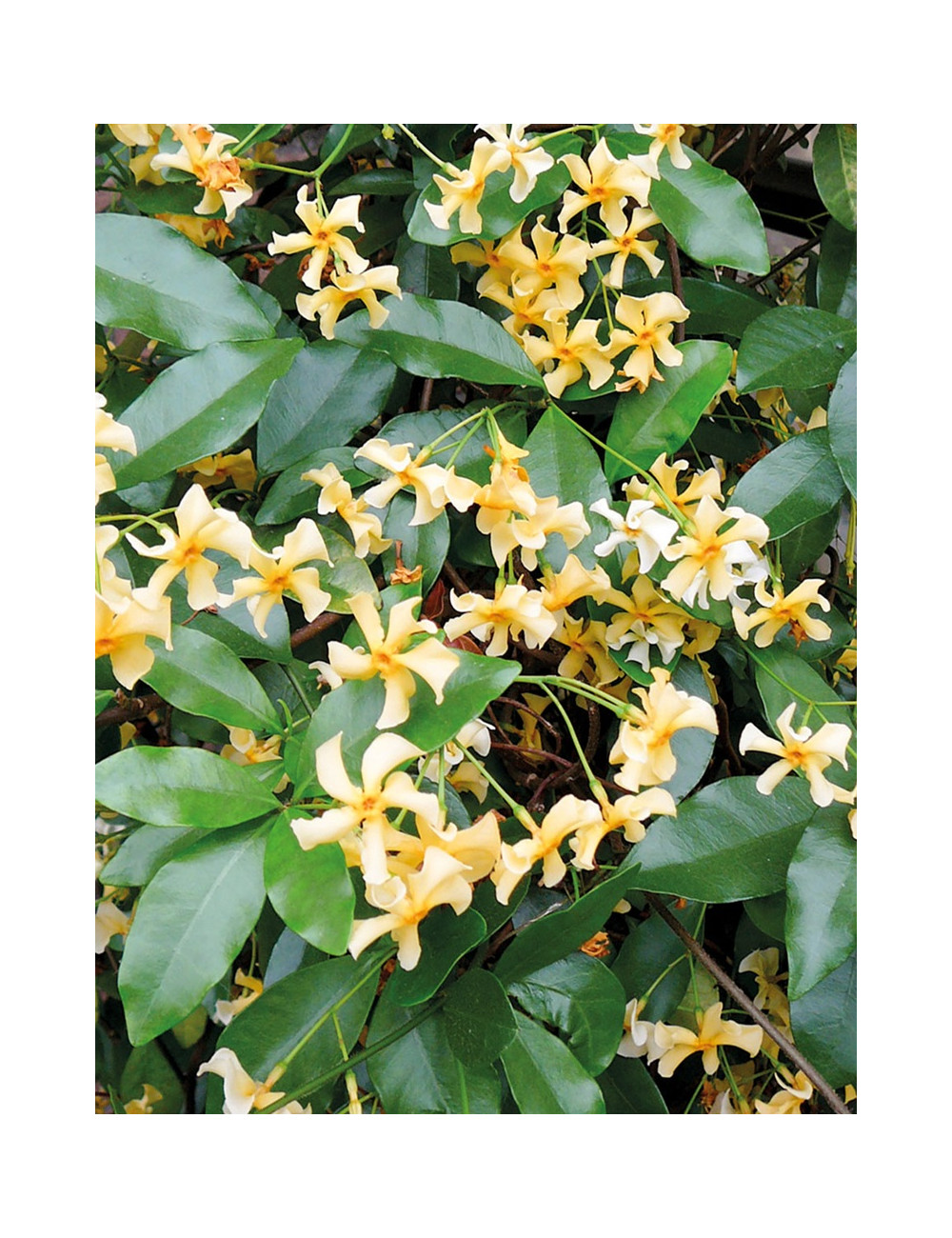 TRACHELOSPERMUM jasminoides STAR OF TOSCANE - Jasmin étoilé