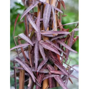 TRACHELOSPERMUM jasminoides WATERWHEEL - Jasmin étoilé