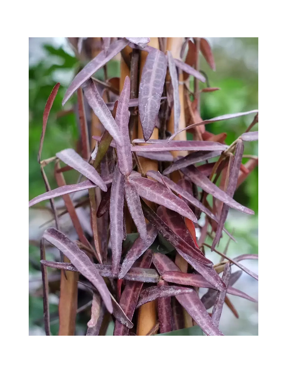 TRACHELOSPERMUM jasminoides WATERWHEEL - Jasmin étoilé
