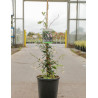 TRACHELOSPERMUM jasminoides PINK - Jasmin étoilé En pot de 7-10 litres hauteur 125-150 cm