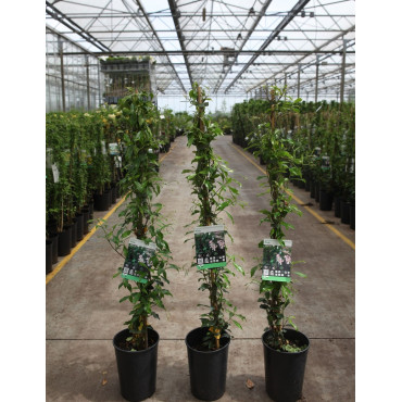 TRACHELOSPERMUM jasminoides PINK - Jasmin étoilé En pot de 3-4 litres hauteur 080-100 cm