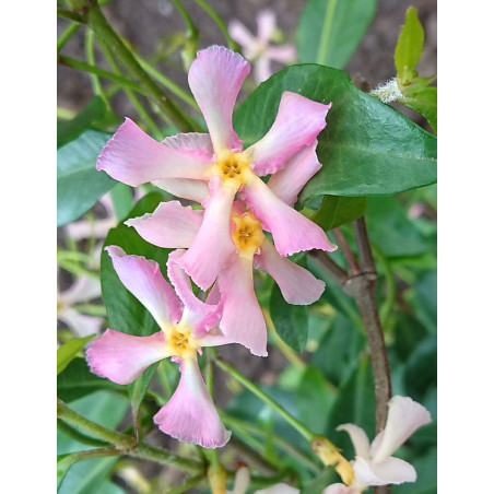 TRACHELOSPERMUM jasminoides PINK - Jasmin étoilé