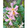TRACHELOSPERMUM jasminoides PINK - Jasmin étoilé