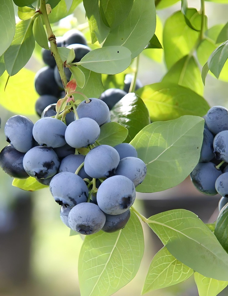 MYRTILLE DES JARDINS BLUEGOLD - Vaccinium corymbosum MYRTILLE DES JARDINS BLUEGOLD - Vaccinium corymbosum