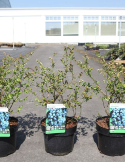 MYRTILLE DES JARDINS BLUEGOLD - Vaccinium corymbosum En pot de 3-4 litres buisson