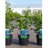MYRTILLE DES JARDINS BLUEJAY - Vaccinium corymbosum En pot de 3-4 litres buisson