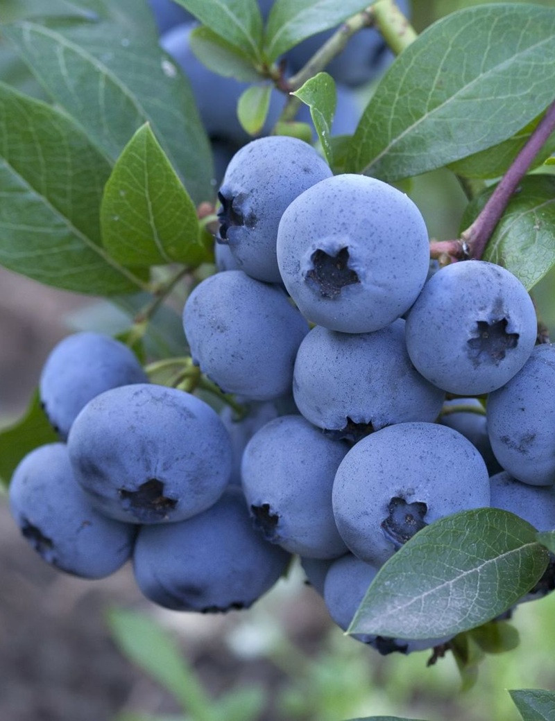 MYRTILLE DES JARDINS BLUEJAY - Vaccinium corymbosum MYRTILLE DES JARDINS BLUEJAY - Vaccinium corymbosum