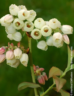 MYRTILLE DES JARDINS BLUEJAY - Vaccinium corymbosum