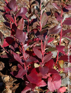 MYRTILLE DES JARDINS DUKE - Vaccinium corymbosum