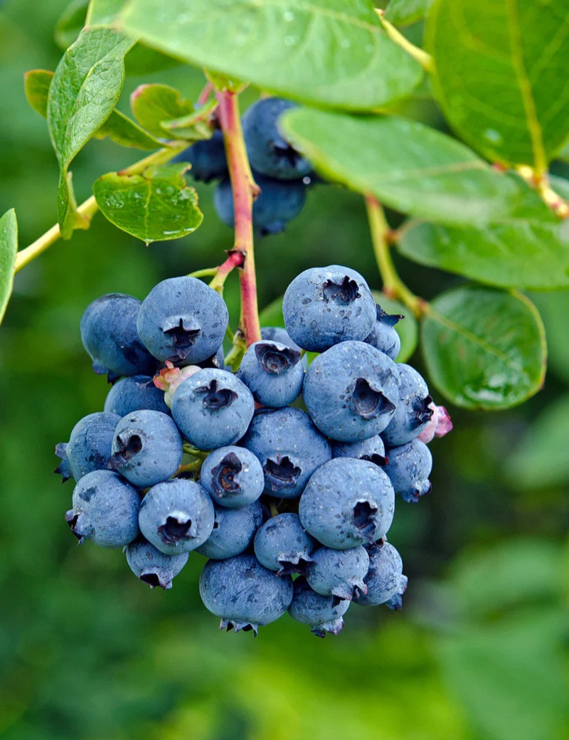 MYRTILLE DES JARDINS DUKE - Vaccinium corymbosum MYRTILLE DES JARDINS DUKE - Vaccinium corymbosum