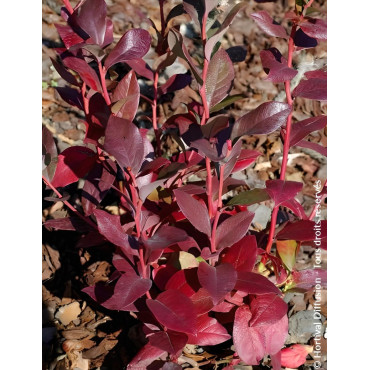 MYRTILLE DES JARDINS GOLDTRAUBE - Vaccinium corymbosum