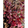 MYRTILLE DES JARDINS GOLDTRAUBE - Vaccinium corymbosum