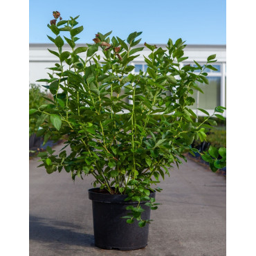 MYRTILLE DES JARDINS GOLDTRAUBE - Vaccinium corymbosum En pot de 10-12 litres forme buisson extra