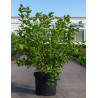 MYRTILLE DES JARDINS GOLDTRAUBE - Vaccinium corymbosum En pot de 10-12 litres forme buisson extra